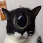 Memeclopse